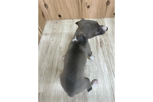 成約済の愛知県のイタリアングレーハウンド(イタグレ)-174565の2枚目