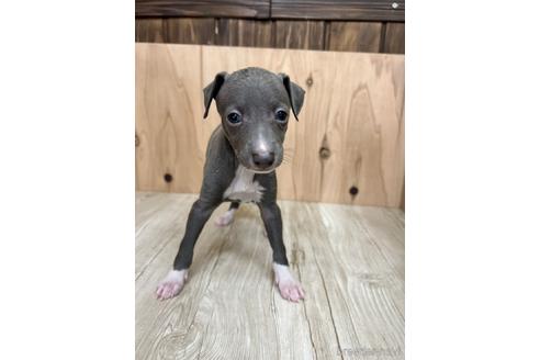 成約済の愛知県のイタリアングレーハウンド(イタグレ)-174564