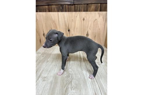 成約済の愛知県のイタリアングレーハウンド(イタグレ)-174564の4枚目