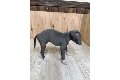 成約済の愛知県のイタリアングレーハウンド(イタグレ)-174564の3枚目