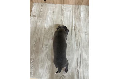 成約済の愛知県のイタリアングレーハウンド(イタグレ)-174564の2枚目