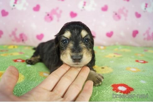 成約済の兵庫県のミニチュアダックスフンド(ロングヘアード)-175108