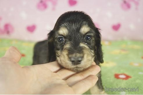 成約済の兵庫県のミニチュアダックスフンド(ロングヘアード)-175109の3枚目