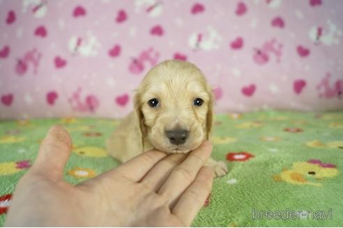 成約済の兵庫県のミニチュアダックスフンド(ロングヘアード)-175110の1枚目
