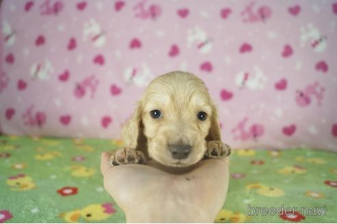 成約済の兵庫県のミニチュアダックスフンド(ロングヘアード)-175110の4枚目