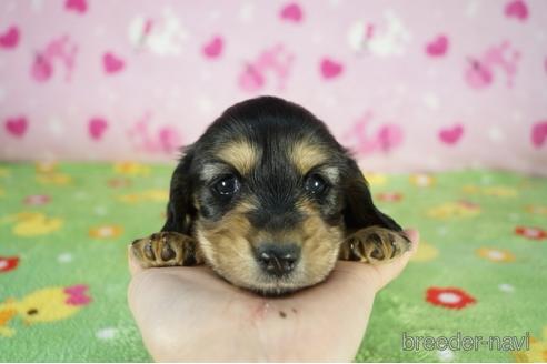 成約済の兵庫県のミニチュアダックスフンド(ロングヘアード)-175111の1枚目