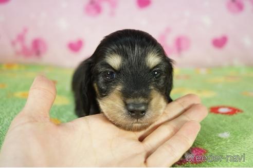成約済の兵庫県のカニンヘンダックスフンド(ロングヘアード)-175114の1枚目