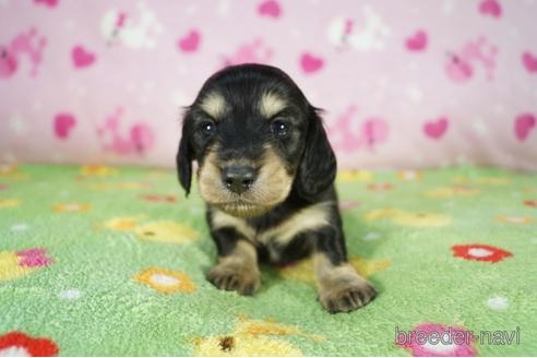 成約済の兵庫県のカニンヘンダックスフンド(ロングヘアード)-175114の2枚目