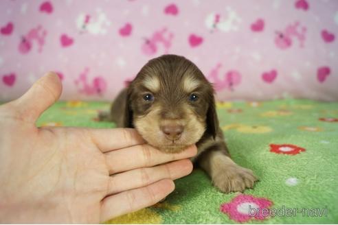 成約済の兵庫県のカニンヘンダックスフンド(ロングヘアード)-175116の4枚目