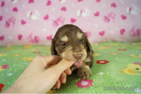 成約済の兵庫県のカニンヘンダックスフンド(ロングヘアード)-175116の2枚目