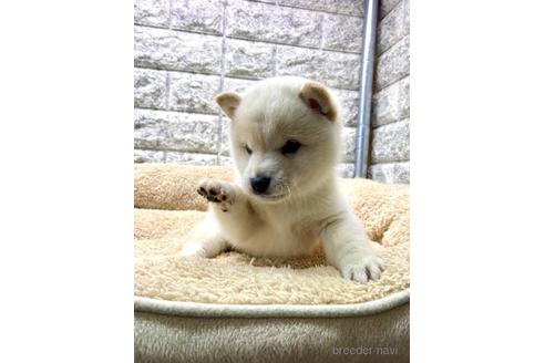 成約済の茨城県の豆柴-175140の2枚目