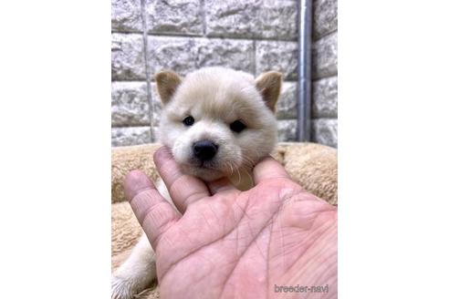 成約済の茨城県の豆柴-175140の3枚目