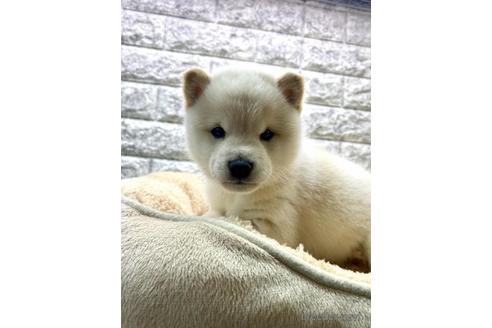 成約済の茨城県の豆柴-175140の1枚目