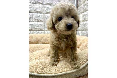 成約済の茨城県のタイニープードル-175141の3枚目