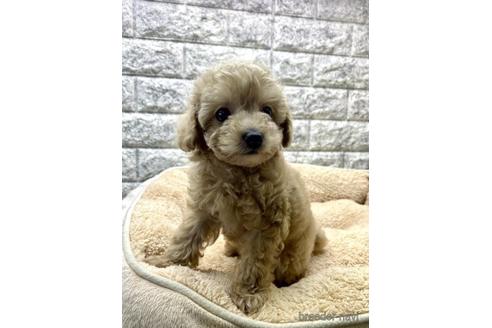 成約済の茨城県のタイニープードル-175141の5枚目
