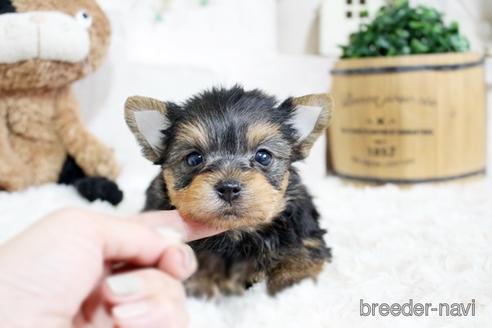 成約済の佐賀県のヨークシャーテリア-175159の1枚目