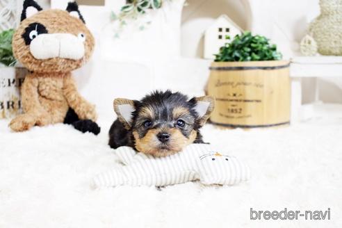 成約済の佐賀県のヨークシャーテリア-175159の5枚目