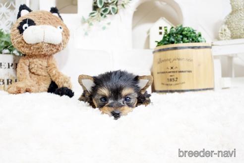 成約済の佐賀県のヨークシャーテリア-175159の4枚目