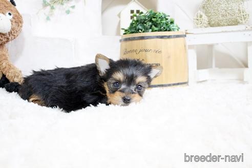 成約済の佐賀県のヨークシャーテリア-175159の3枚目