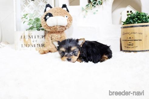 成約済の佐賀県のヨークシャーテリア-175159の2枚目