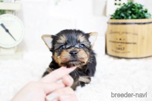 成約済の佐賀県のヨークシャーテリア-175162の1枚目