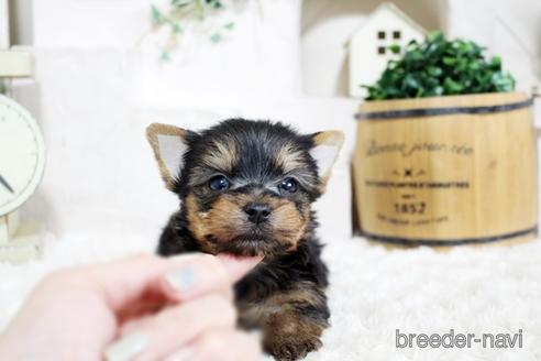 成約済の佐賀県のヨークシャーテリア-175162の5枚目