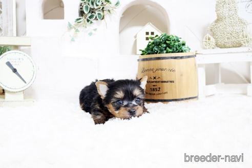 成約済の佐賀県のヨークシャーテリア-175162の4枚目