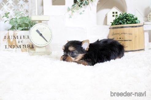 成約済の佐賀県のヨークシャーテリア-175162の3枚目