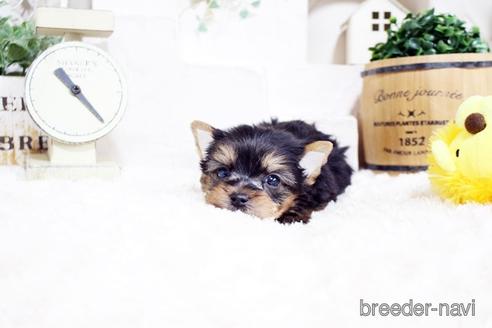 成約済の佐賀県のヨークシャーテリア-175162の2枚目