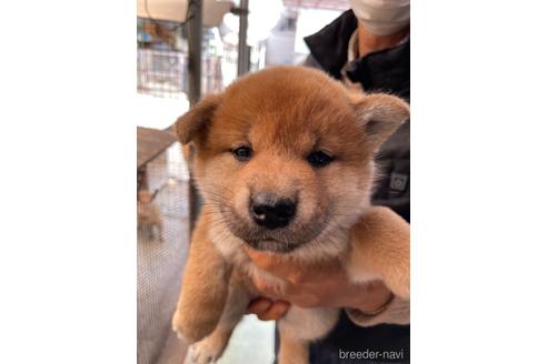 成約済の広島県の柴犬-169572の1枚目