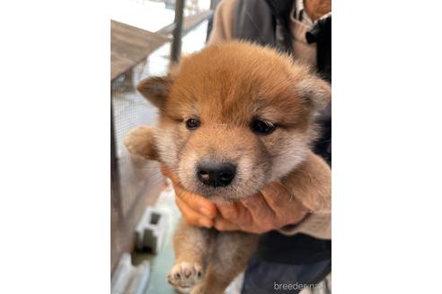 成約済の広島県の柴犬-169572の2枚目