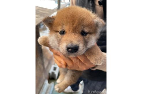 成約済の広島県の柴犬-170792の1枚目