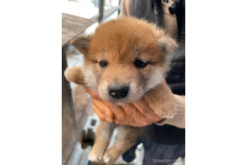 成約済の広島県の柴犬-170792の3枚目