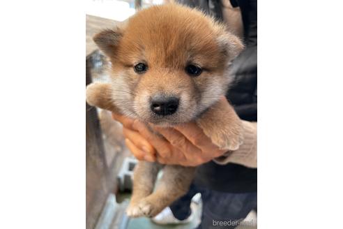 成約済の広島県の柴犬-170792の2枚目