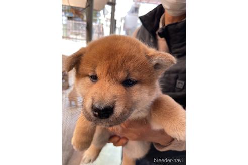 成約済の広島県の柴犬-170793の4枚目