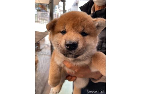 成約済の広島県の柴犬-170793の3枚目