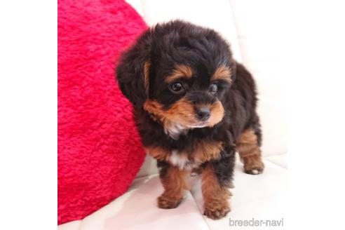 成約済の静岡県のミックス犬-175173の3枚目