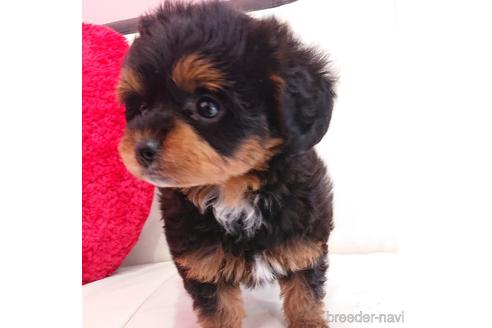 成約済の静岡県のミックス犬-175173の2枚目