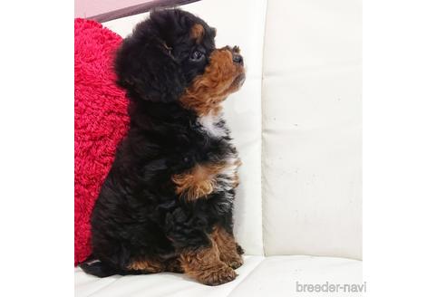 成約済の静岡県のミックス犬-175175の5枚目