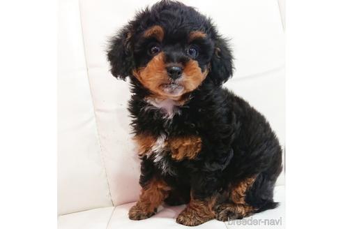 成約済の静岡県のミックス犬-175175の4枚目