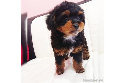 成約済の静岡県のミックス犬-175175の3枚目
