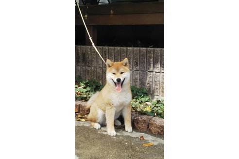 成約済の広島県の柴犬-175176の1枚目