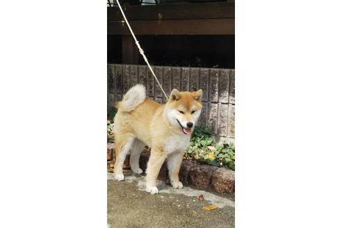 成約済の広島県の柴犬-175176の2枚目