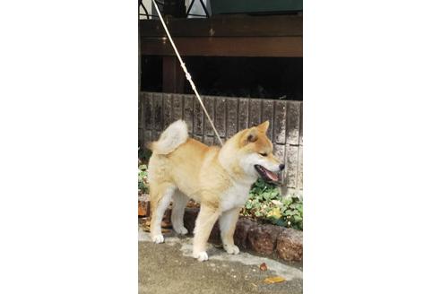 成約済の広島県の柴犬-175176の3枚目