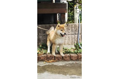 成約済の広島県の柴犬-175176の4枚目