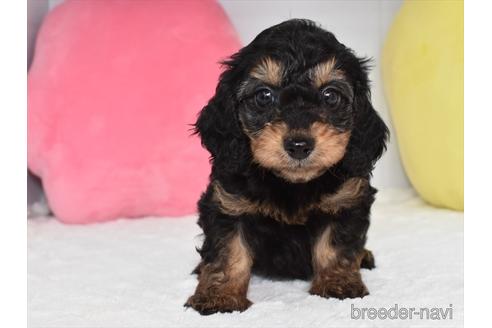 成約済の愛知県のミックス犬-171850の1枚目