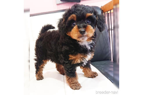 成約済の静岡県のミックス犬-175175の1枚目