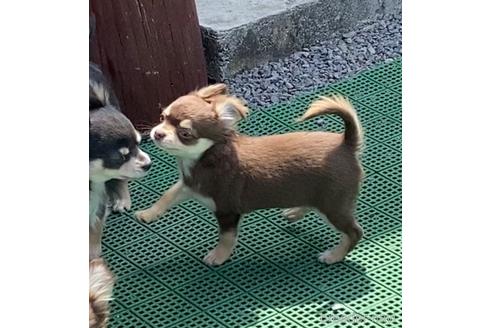 成約済の福岡県のチワワ(ロングコート)-168658の3枚目