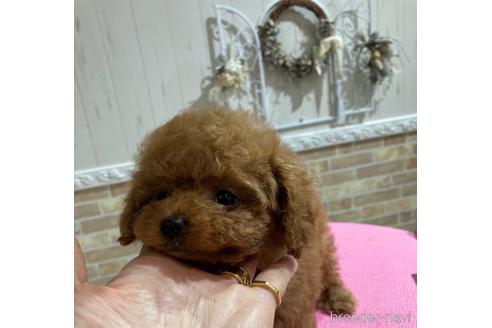 成約済の石川県のティーカッププードル-175168の2枚目