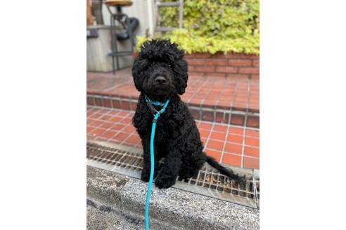 成約済の東京都のその他の犬種-160723の6枚目